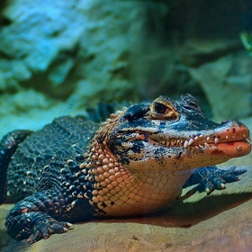 Улыбчивый крокодильчик
